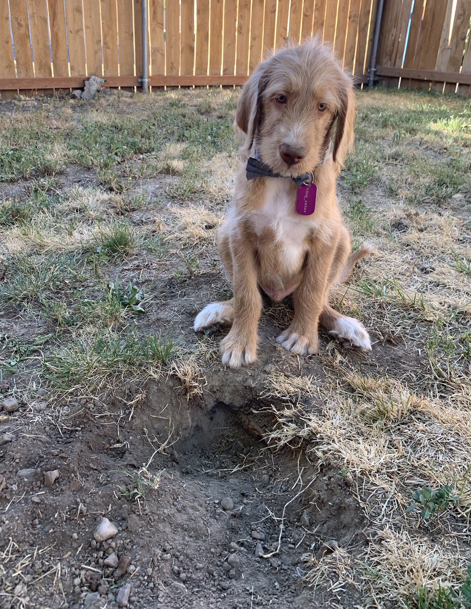 TheHerdHouse's tweet photo. Owen decided the dirt in the corner should be in a different place. Now heโs questioning his life choices.
#FirstHole #puppy #dogsoftwitter #labradoodle #OwenWilson https://t.co/Le1X3Garcv