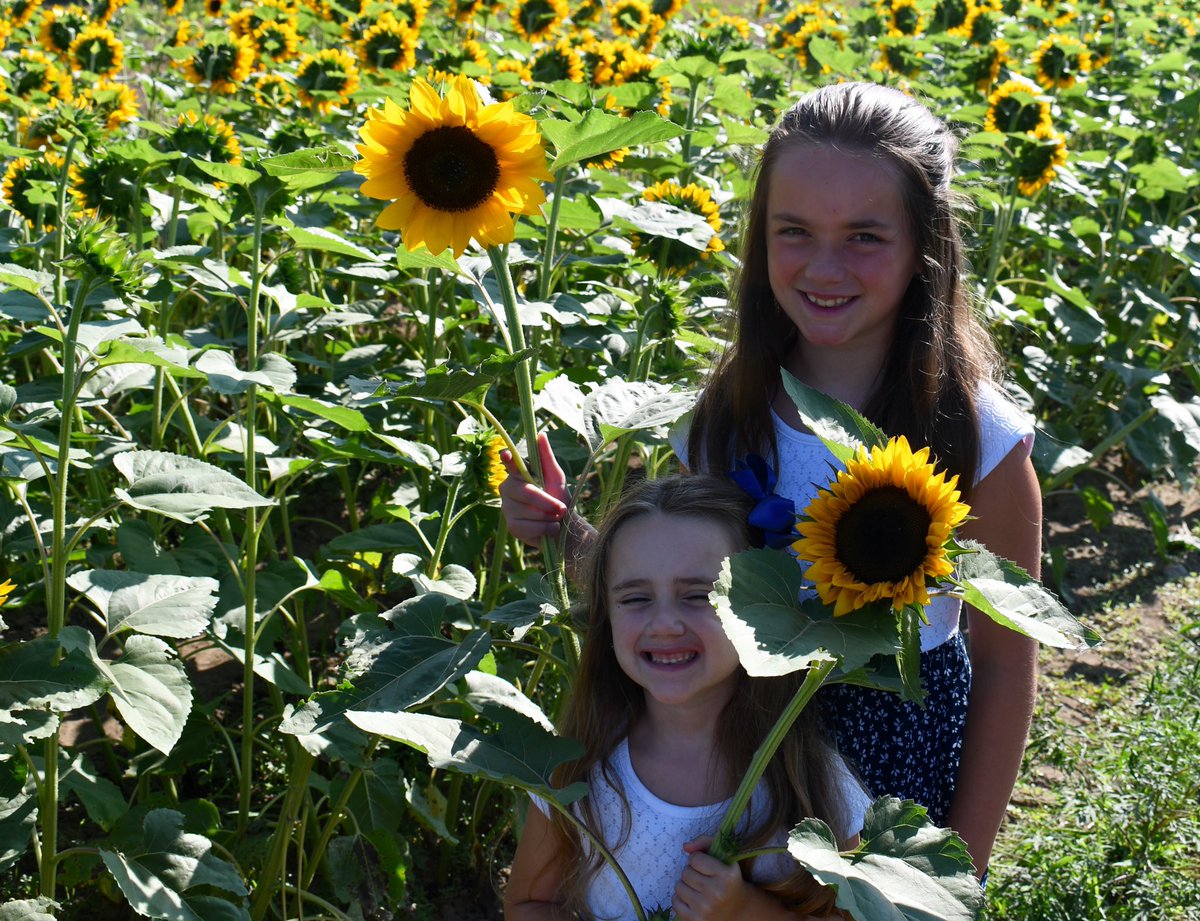 rossathibault's tweet photo. 🌞 🌻 In these times we could all use a little more sunshine! 🌞 🌻 https://t.co/YOYE8CTdyV