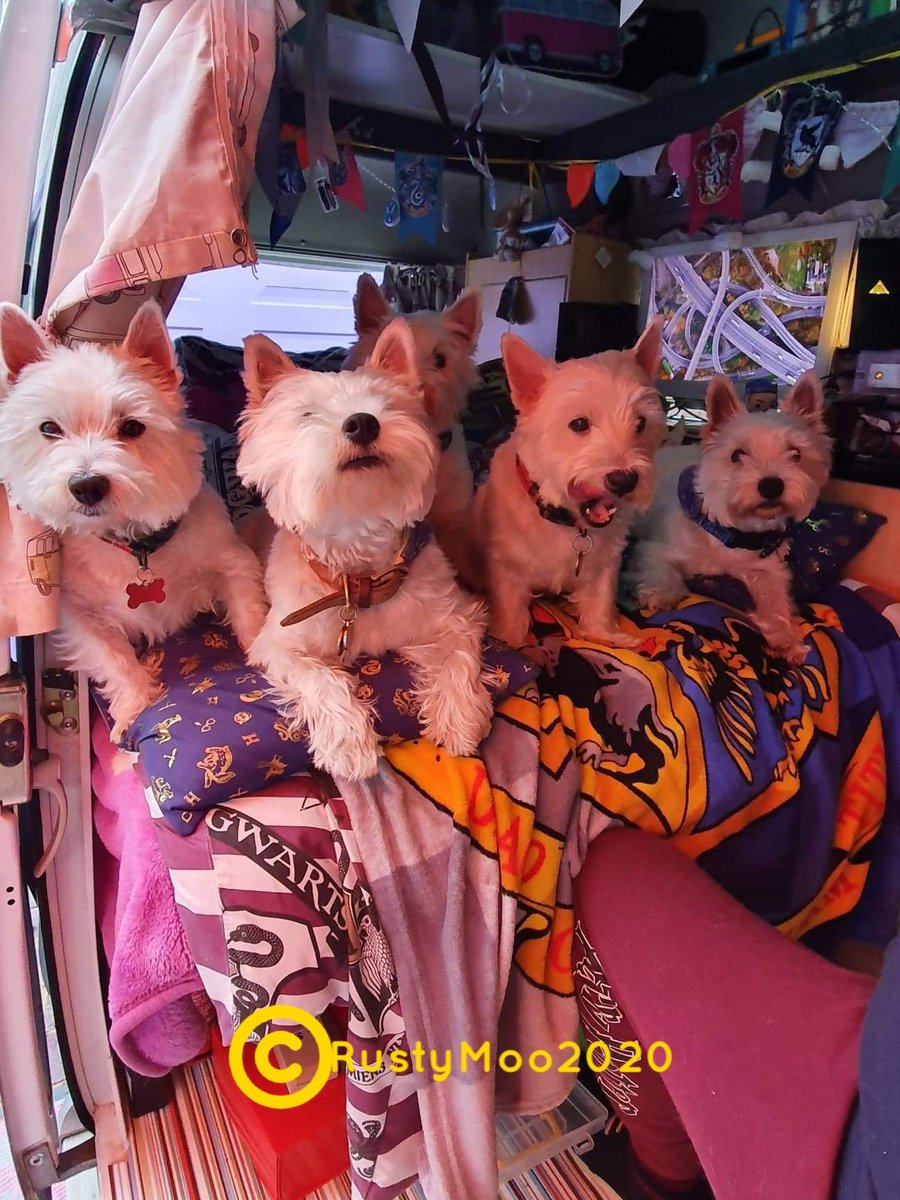 #ZSHQ <a href="/RooRadley/">Roobie, Radley & Rozie WestieGreenHQ</a> #Ruffriderz #RosieTV Fank you all for Bootiful Messages just too let yoos all know Auntie Charlie is doing extremely well ,Mummy picked her up fwom hospical on Monday we stayed till Mummy felt she was going too be ok Da three Amigos are looking after  her now ❤