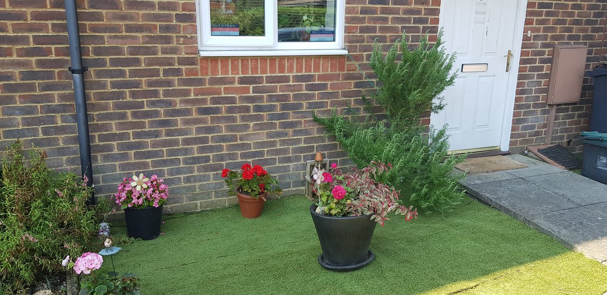 SimonPo01802090's tweet photo. Busy bee this morning in the #pottygarden moving the Rosemary from back to front garden #manchores #singlelifegoals #sundayvibes #beeroclock https://t.co/KRnOASSTkk