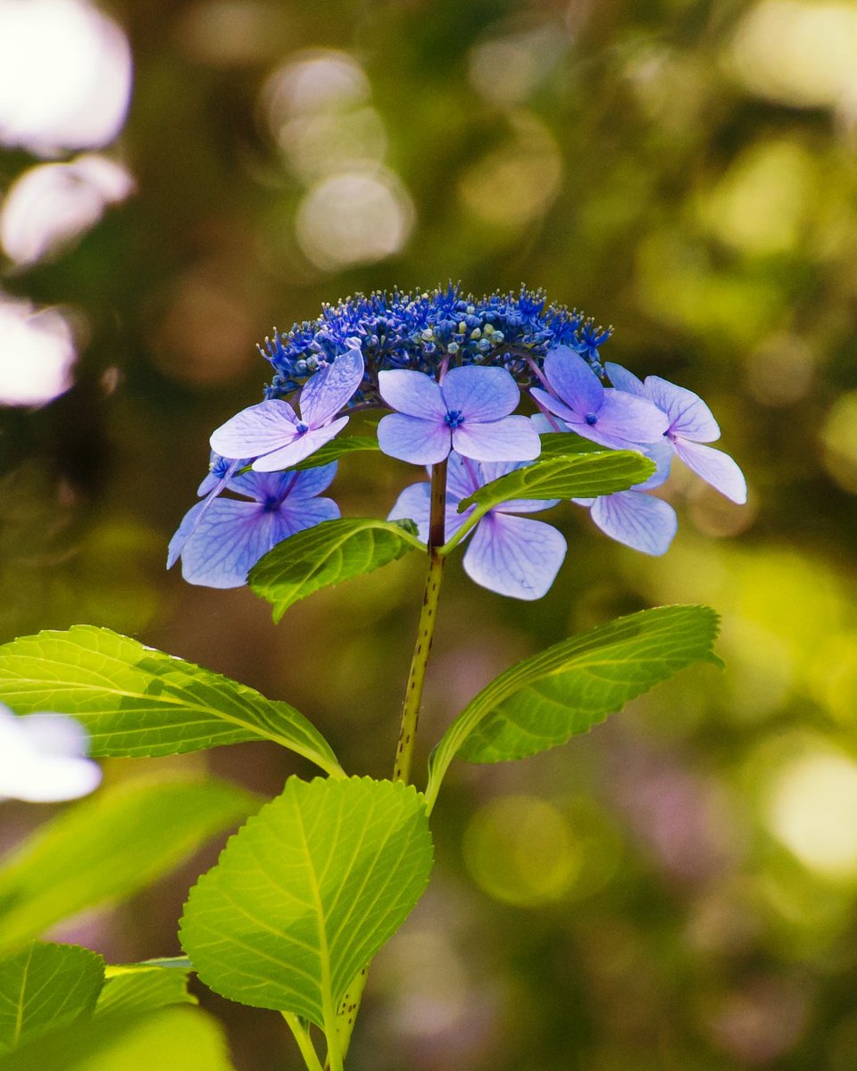 givelovingly's tweet photo. Fun Fact: There are around 70-75 species of hydrangea, including these stunning Hydrangea serrata! 
#givelovingly #flowermeanings
https://t.co/f41rt1gXMc https://t.co/ccZxfmHu97