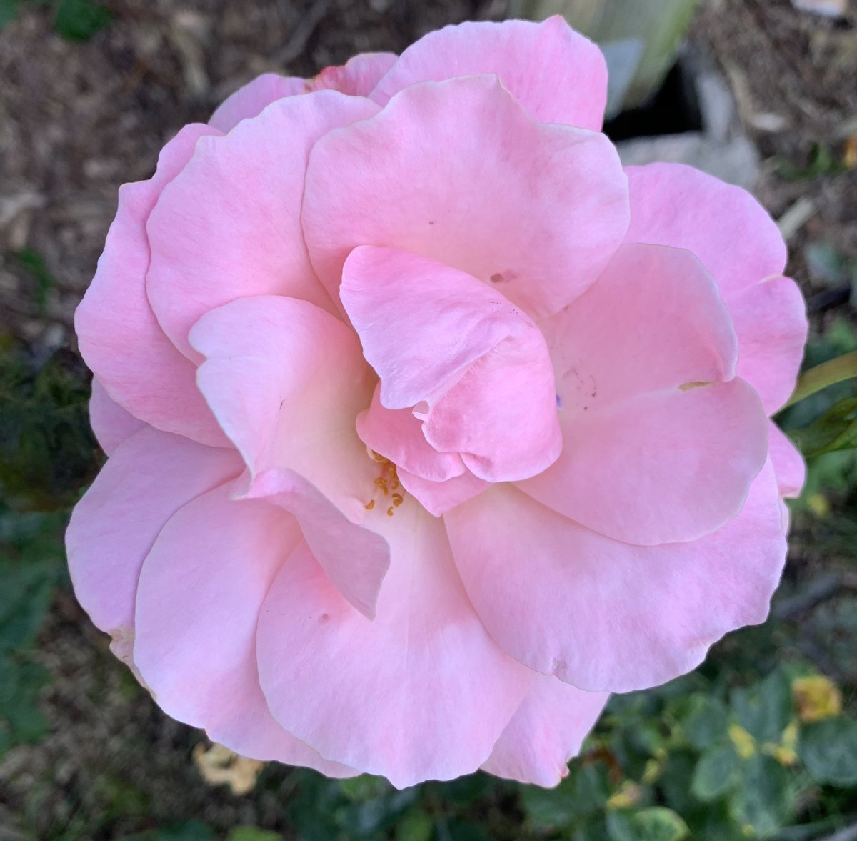Treememories's tweet photo. Husband took a nap on the porch, and I read a little, drank 4 glasses of water, ate 4 pralines, several slices of Spanish salami, watched a frog/toad with children, took pictures of some roses and played a mobile game the whole 20 minutes it lasted.
#restlesswife https://t.co/FYUae3opxD