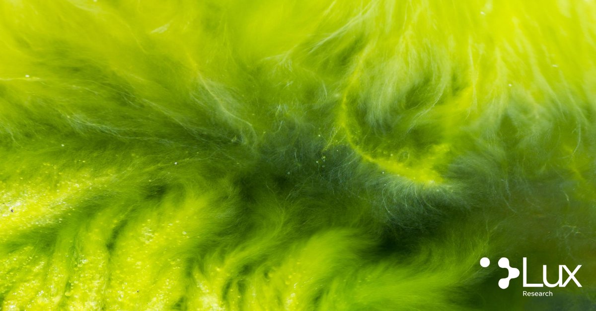 LuxResearch's tweet photo. Unilever's partnership with Algenuity upholds algae as an opportunity for the food industry. Algenuity claims differentiation in selective trait development of its strain to improve its taste, smell, &amp; nutritional content. | @LKrishfield's #LuxTake: https://t.co/D27C87U8t8 https://t.co/CDcBNIR5pa