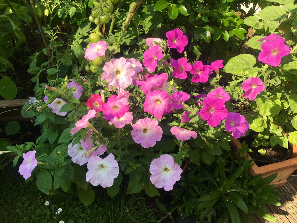 I'm so, so happy with these petunias. Never, ever thought I could grow flowers from seed, and after the slugs chewed them, I thought I'd failed. Now, when I look at their colourful beauty every day, I'm filled with delight and pride. I grew these beautiful babies! 