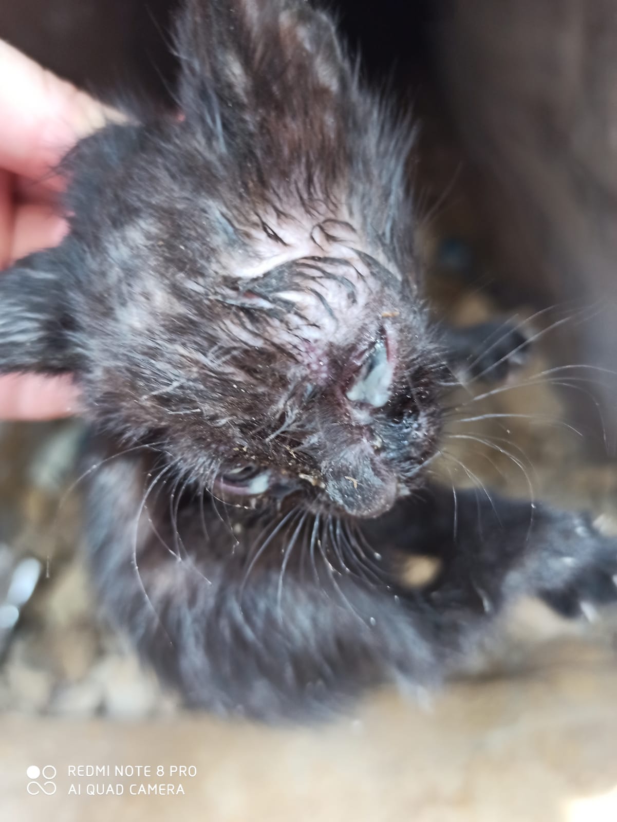 Cuatro Patas Jumilla on Twitter: "🆘¡6 #gatitos NECESITAN AYUDA! Son seis #cachorros de 1,5 meses. 💞 Su tratamiento es: Colirio y Tobradex) para los ojos y Doxiciclina (para la infección).