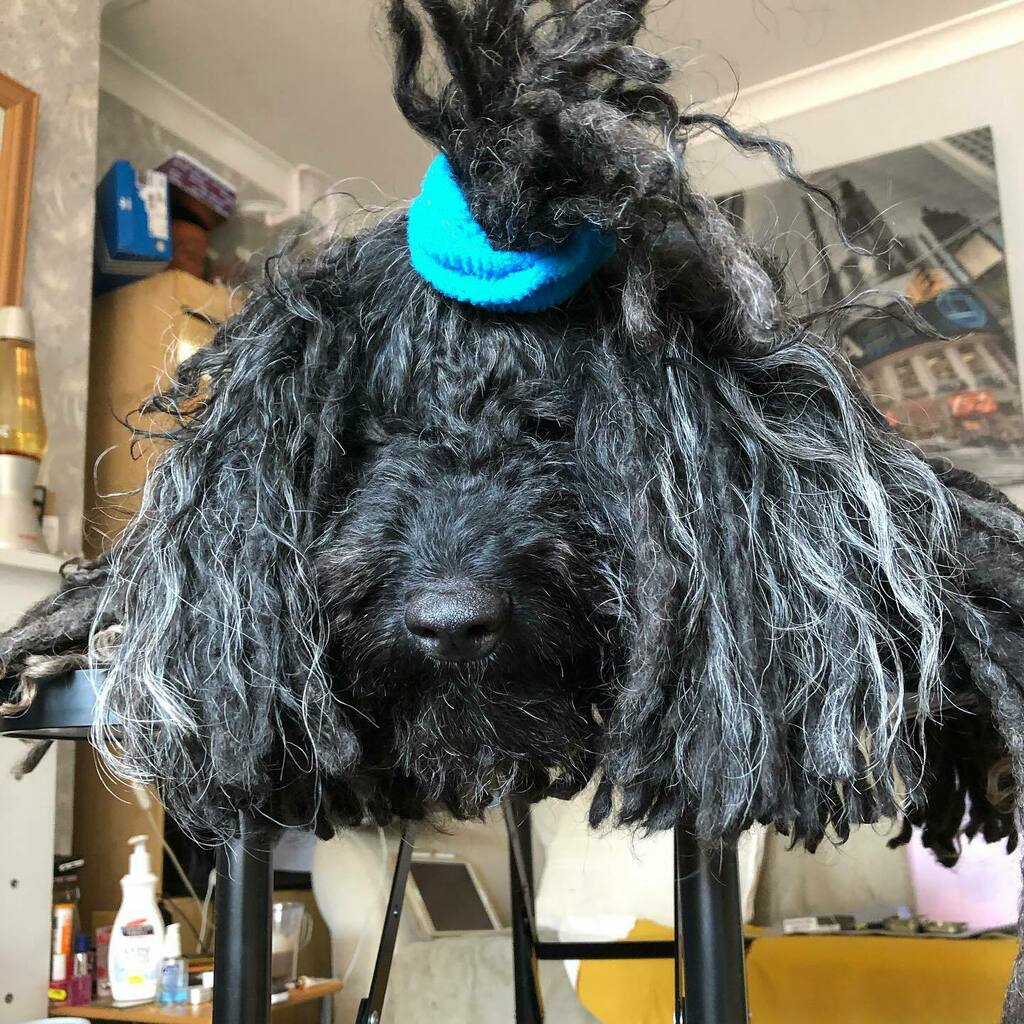 ZebPuliZeb's tweet photo. Yes a Pulik are magic. I made my body disappear! Either that or I’m auditioning for a new version of RumPuliStiltskin.
.
.
🐾🐾
Day139 of #SocialDistancingMops
#throwbackthursday #HungarianPuli #Manchester #DreadlockDog #NotADogDog #Kutya #Hungaria… https://t.co/Fx9ZMsPoA0 https://t.co/rqqfW50yLy