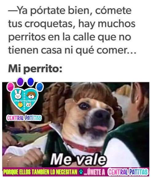 Ustedes hablan con sus perros?? y si si... que les dicen?
#CentralPatitas #AyudanosaAyudar
♡♡♡♡♡♡♡♡♡♡♡♡♡♡♡♡♡🐶💜💜🐶💜🐶💜🐶💜🐶💜💜🐶🐶💜🐶💜🐶💜💜💜🐶💜💜🐶