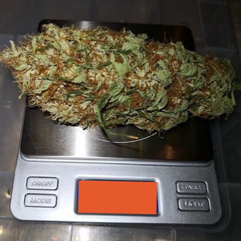 lamotagrow's tweet photo. En la imagen un hermoso cogollo de #FruityJack.💚, una variedad que se distingue por producir largos cogollos compactos y resinosos... ¿cuánto crees que pesa este que te mostramos?
➡ https://t.co/TYUfD9YQEX https://t.co/40bSO6yKTL