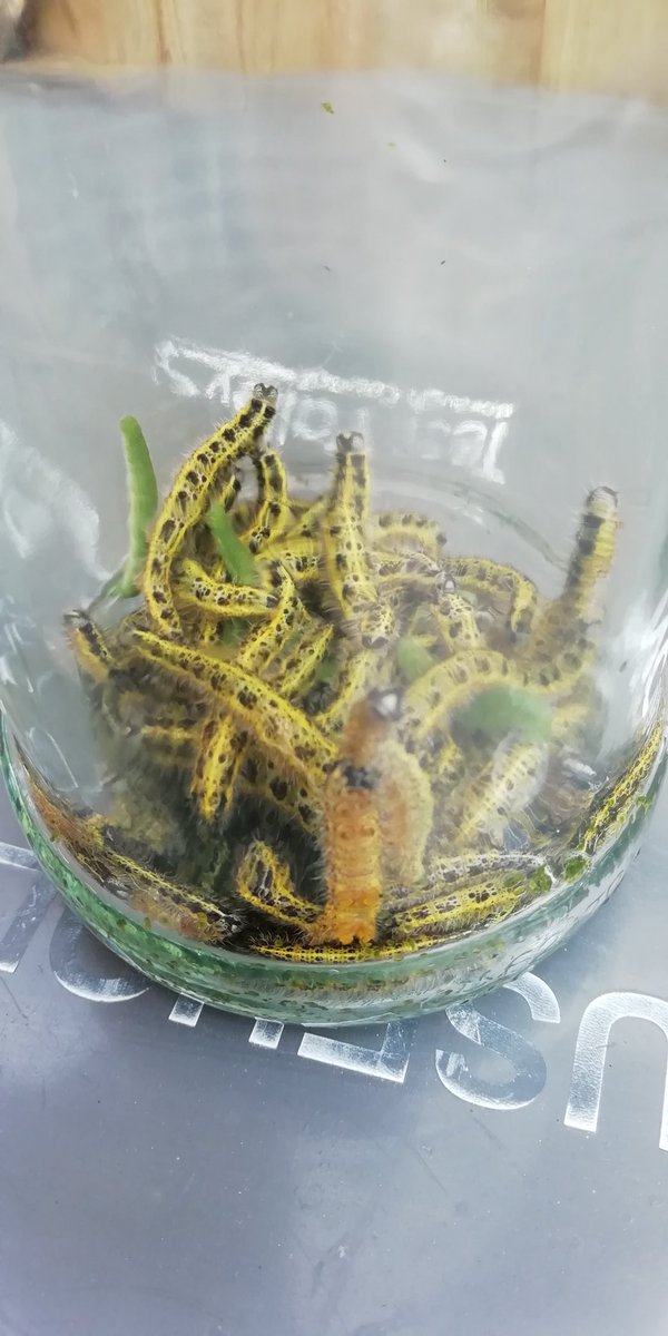Some more action from the lockdown veg plot, including the caterpillar - ravaged cabbages! The culprits 🐛have been rounded up and given a new home...
#thegreatbritishgardenshow