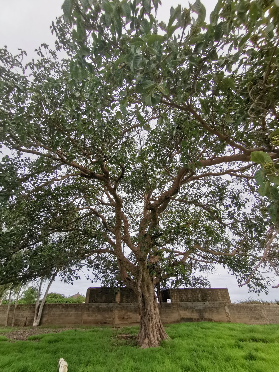 falpap's tweet photo. #SunuMbay Journée de l'arbre #09Aout. Sa Majesté Le Figuier Étrangleur avec ses racines poussantes du haut vers le Sol et ses fruits vous salue de chez Babacar #Ngaparou https://t.co/69LUNWgtWV
