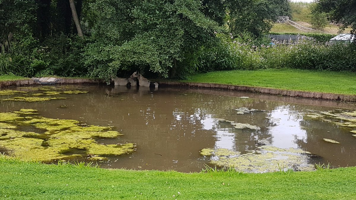 StaffsFire's tweet photo. Specialist water rescue and animal rescue crews from #Tamworth #Cannock and #Leek have rescued these two abandoned horses from a garden pond in Pattingham. With support from #Brewood @RSPCA_official and a vet the pair have been safely removed. Great team work from all involved. https://t.co/O7mGtZvYUG