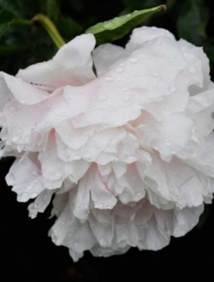 Cardi B and Megan Thee Stallion as wet ass peonies a thread
