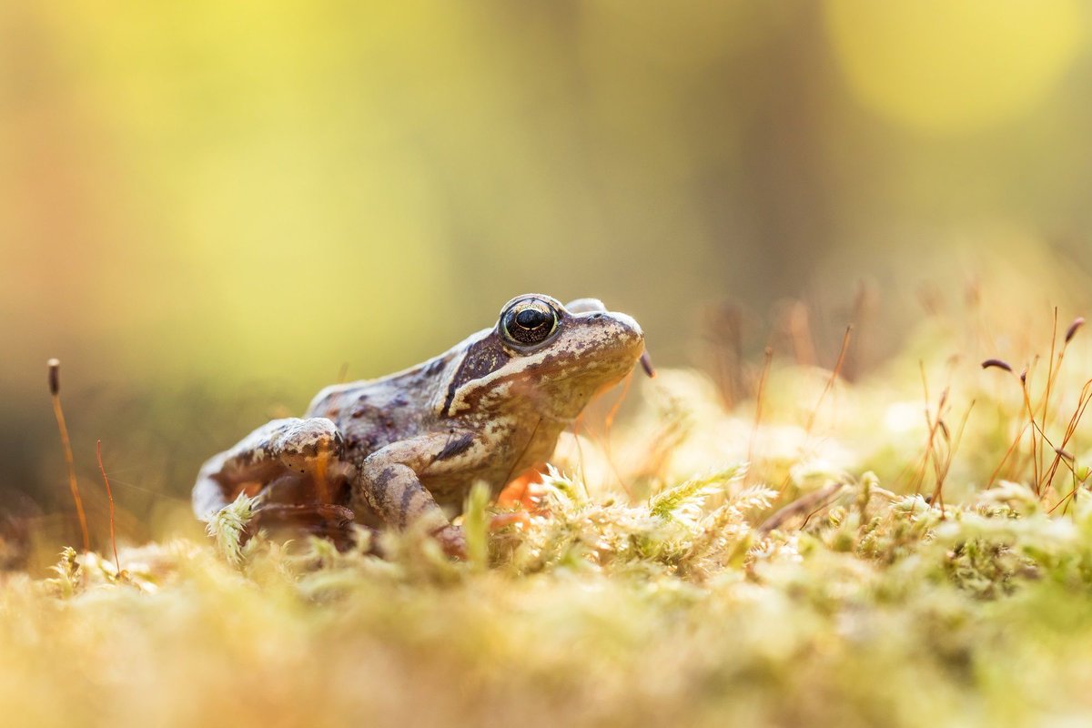 What emerging infectious disease poses a #conservation threat to European amphibians? buff.ly/3kpuBW3

New in <a href="/FACETSJournal/">FACETS Journal</a> from <a href="/ZooLew/">Lewis Campbell 🏴󠁧󠁢󠁷󠁬󠁳󠁿</a> <a href="/alicepawlik/">alice pawlik</a> @xavharrison