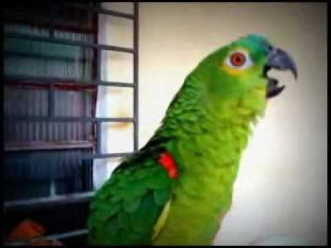 TheCatsSister's tweet photo. Dog person? Cat person?  Parrot person...?!  https://t.co/W4TIPTZg4y https://t.co/i4IIYhK1yN