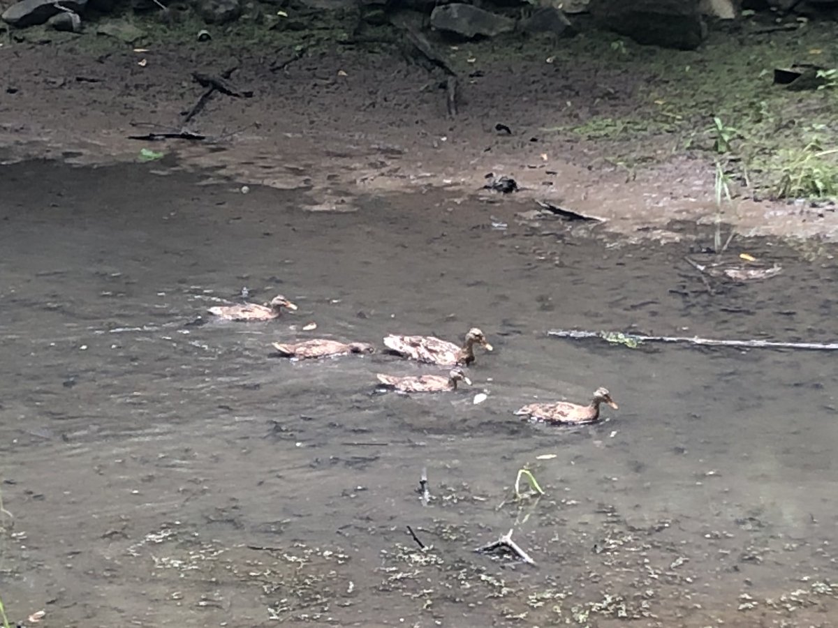A lot of folks out and about along the C&O Canal Trail today, including a heron, a bunch of ducks, sun-loving turtles, and big and small snails.