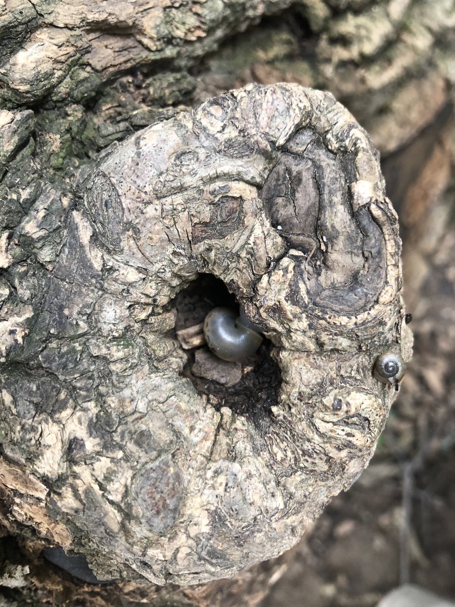 A lot of folks out and about along the C&O Canal Trail today, including a heron, a bunch of ducks, sun-loving turtles, and big and small snails.