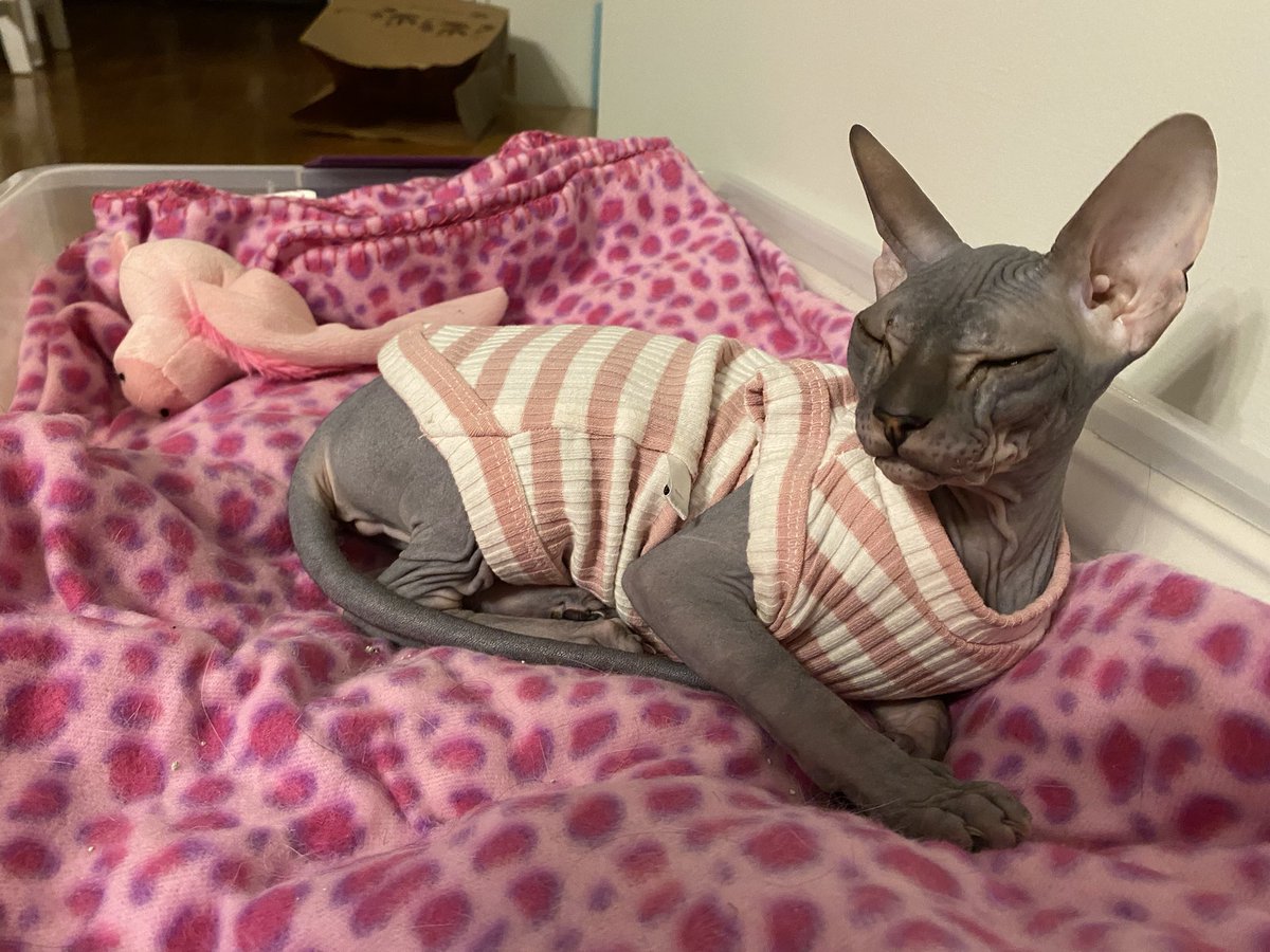 dustinpari's tweet photo. Less hate. More love. (And more cats.) #RaisinTheSphynxCat  Let’s see your animals! https://t.co/pIIcDH7MVr