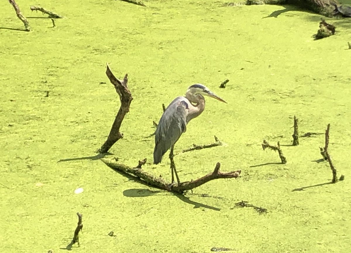 A lot of folks out and about along the C&O Canal Trail today, including a heron, a bunch of ducks, sun-loving turtles, and big and small snails.