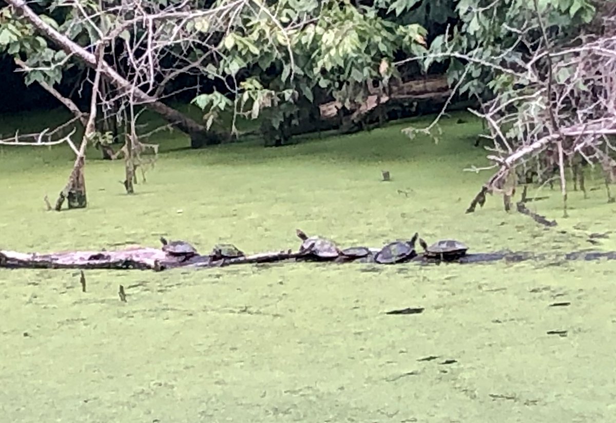A lot of folks out and about along the C&O Canal Trail today, including a heron, a bunch of ducks, sun-loving turtles, and big and small snails.