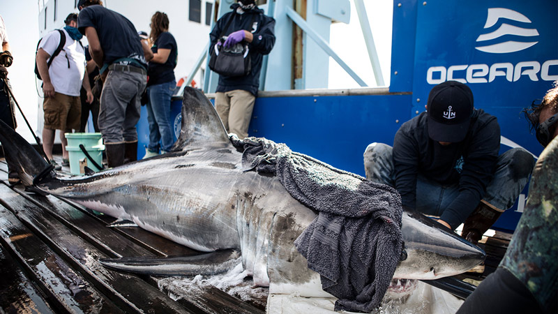 White Shark Andromache (@andromacheshark) on Twitter photo I might be the star of numerous tragedies, but the only potential tragedy here is an ocean without me and my white shark friends. Oh yeah…I’m also a symbol of maternity and courage. I’m named by <a href="/ulysse_nardin/">Ulysse Nardin</a> and am excited to share my travels with you all! I might be the star of numerous tragedies, but the only potential tragedy here is an ocean without me and my white shark friends. Oh yeah…I’m also a symbol of maternity and courage. I’m named by <a href="/ulysse_nardin/">Ulysse Nardin</a> and am excited to share my travels with you all!