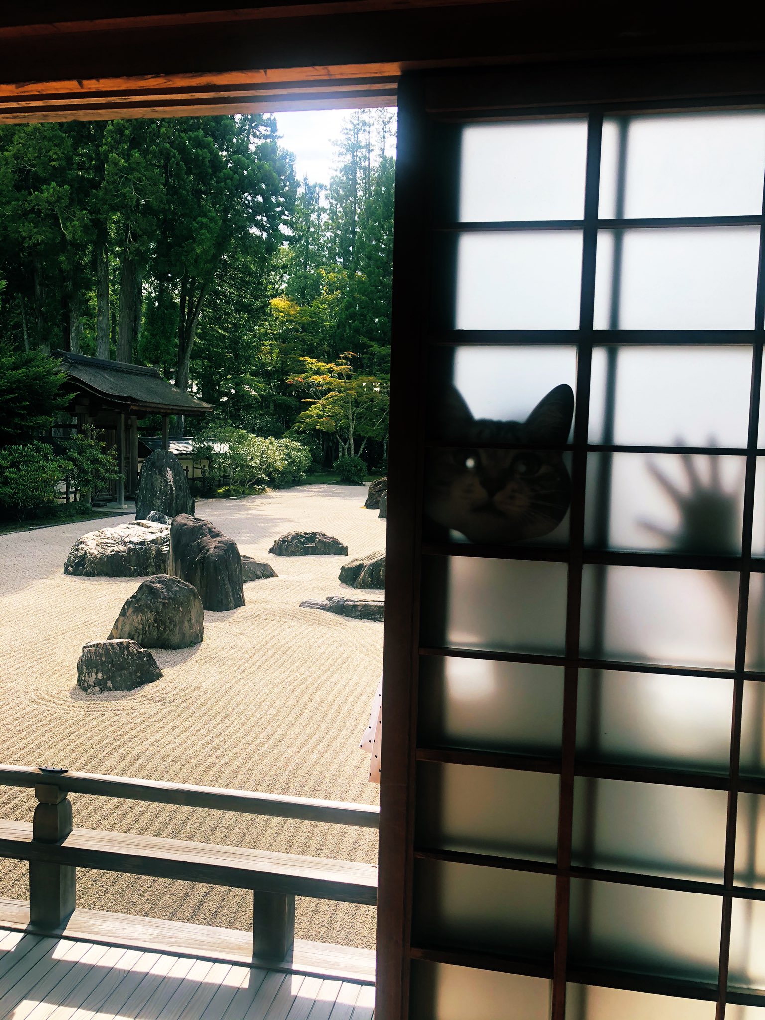 ココニャ 猫写真集 発売中 怪談グランプリはっじまるよー