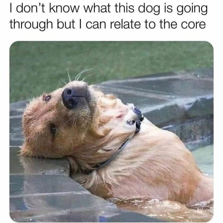 DannyRonsRescue's tweet photo. #2020 large sigh. https://t.co/4ZDZ4h3ux9
