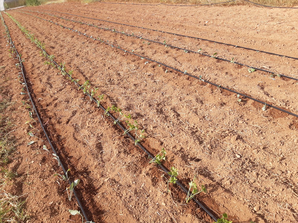 VerdolagaEco's tweet photo. Tranplantant i regant a tota castanya. https://t.co/v2DQ1e4t6J