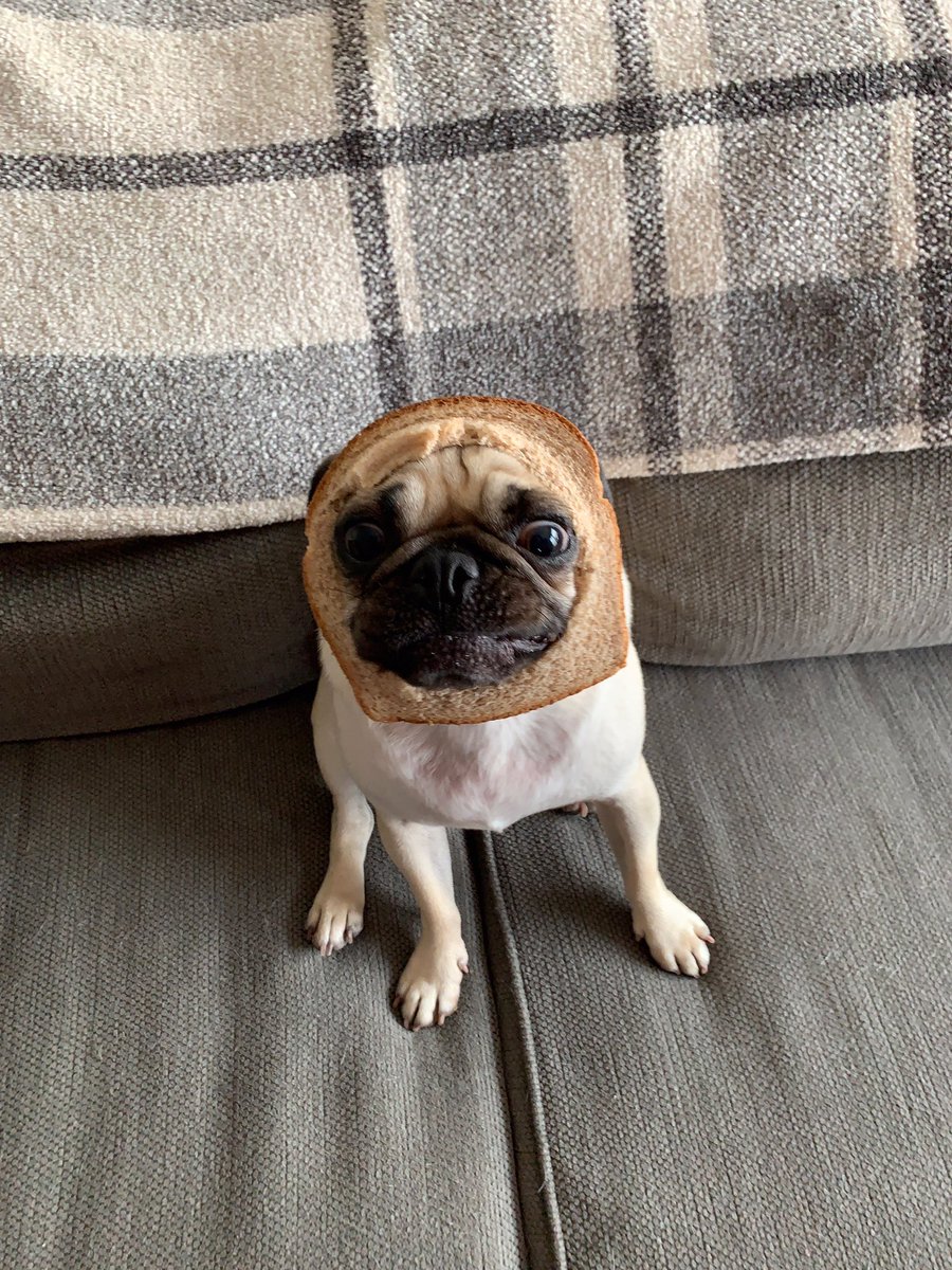 Zoretich197's tweet photo. “I am the bread” #breadpug https://t.co/dbfJ02AsAF