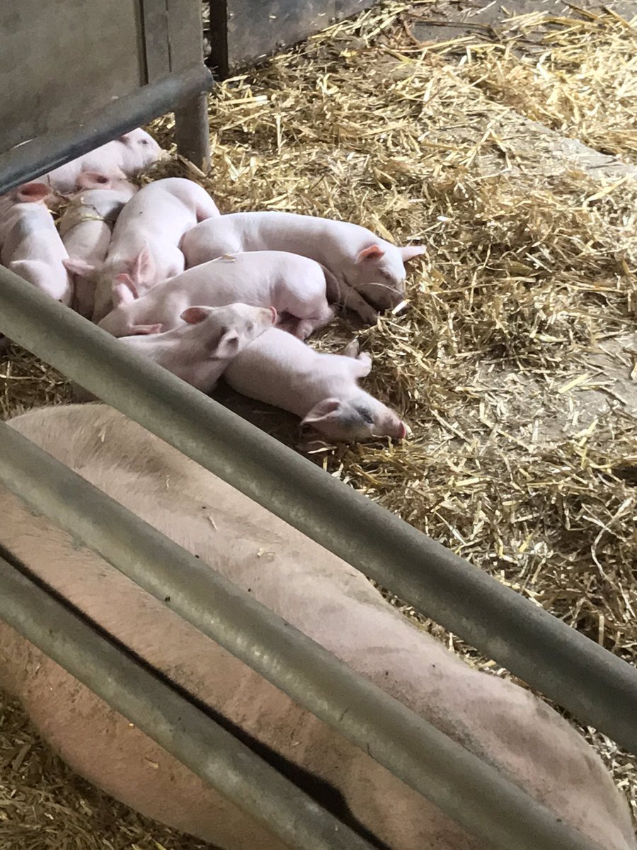 #AHPsActive a much-needed trip out for some fresh air and a walk around Cannon Hall Farm this morning. 
... Plus, who doesn’t love cute little Piglets? 🐷
#WeActiveChallenge #ActiveOT