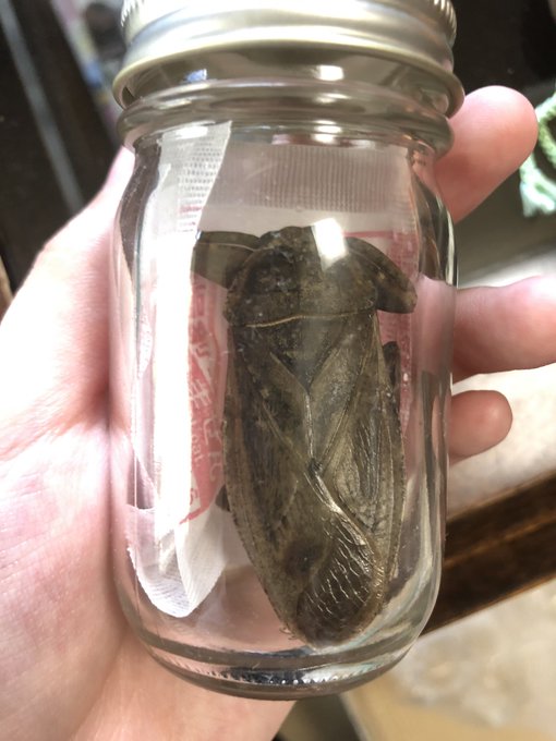 タガメのtwitterイラスト検索結果 古い順