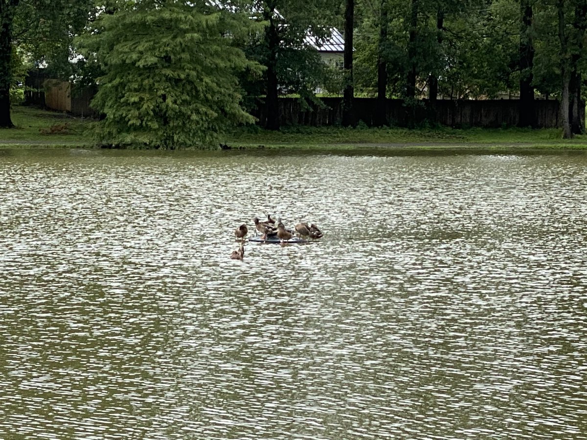 WalktheMom's tweet photo. Apparently Oldest needs pictures of wildlife for his biology class. He can’t use mine as he needs something in it confirming he took them. He needs 15 pictures. Clearly he was paying attention in May when he received the assignment! 🤣🤣🤣

#walkthemom #biologyclass #naturewalk https://t.co/f9OPwx0Xic