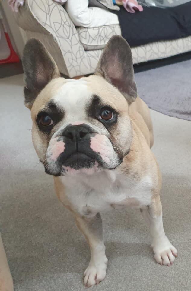 Another dog has gone missing in the same area. 😢🙏#missingdog #Leicester #prayforfrenchie