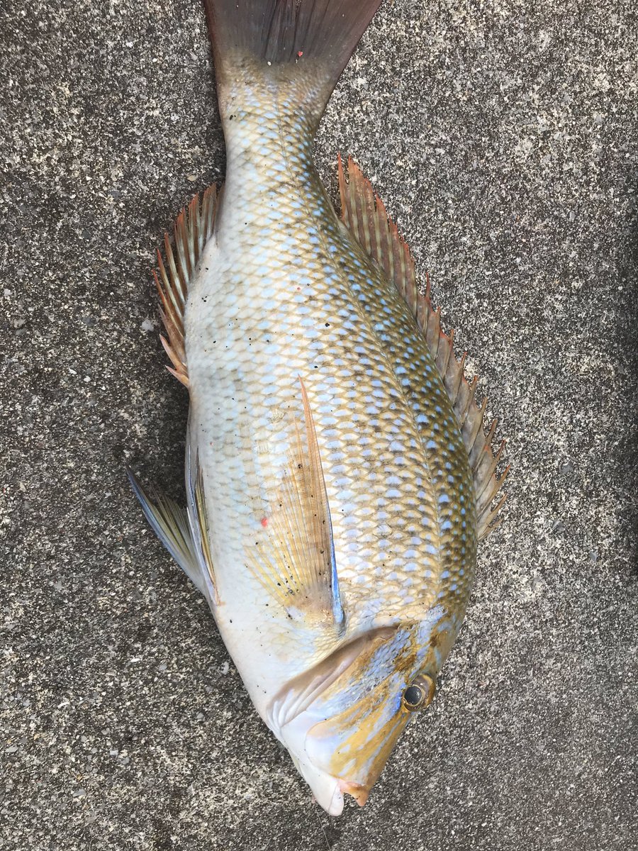0977us's tweet photo. ちいちゃい頃から夢だったフカセタマン釣ることができました👍
自分で釣る魚が一番うまいってよ https://t.co/1fNxLlE24K