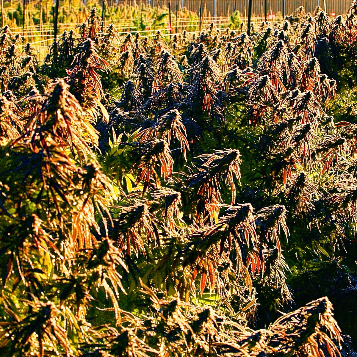 October Dreamin’ 🌿🌞🌿
.
🌞Nothing🌞Beats🌞Sungrown🌞
.
📸: @DavidGoodmanPix 
.
#CannabisField #NothingBeatsSungrown #SungrownCannabis #SunAndEarthCertified #ArtOfCannabis #PuffinFarm #420Farmer #CannabisLife #WeedLifestyle #sustainablecannabis #CannabisFarm