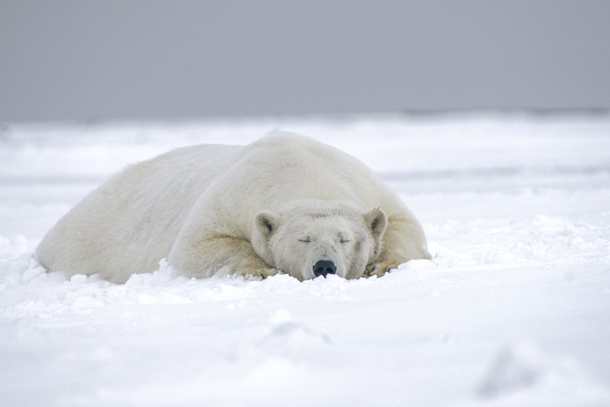 DrizzleOrg's tweet image. This polar bear may seem relaxed, but its life is threatened as levels of sea ice continue to decline. Climate change is very real and we must continue to urgently act to protect species like the polar bear for generations to come #ForAGreenerFuture⁠