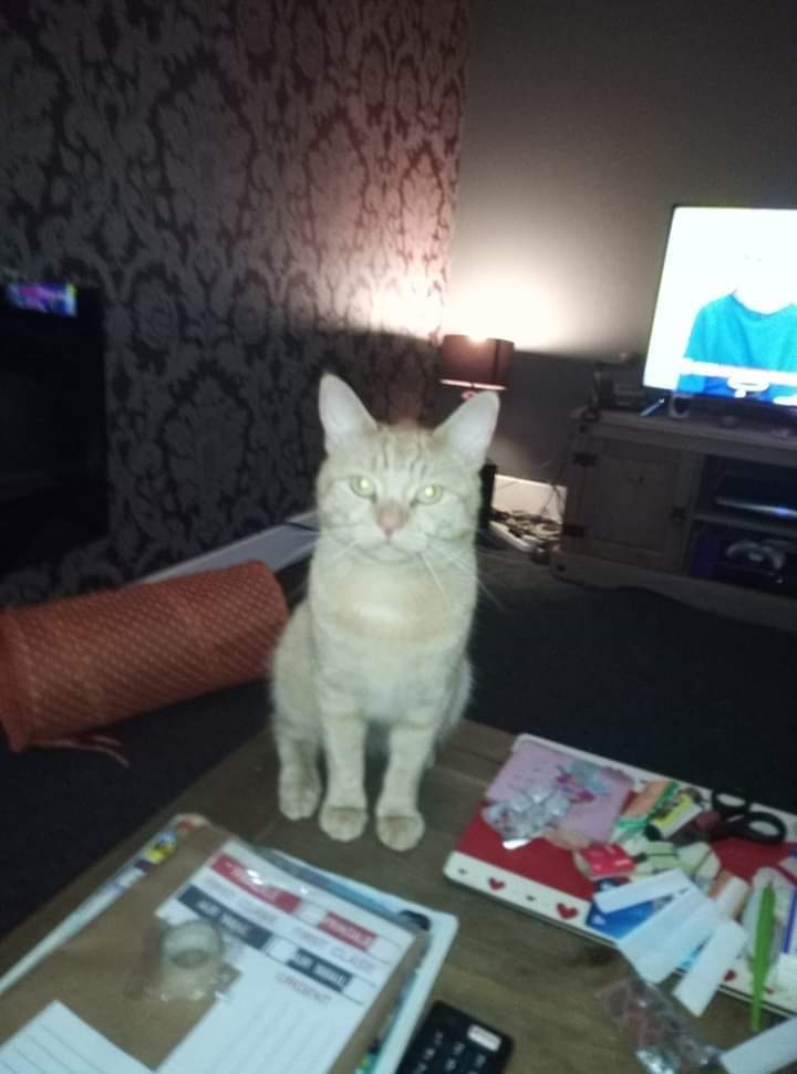 AlanDaffern's tweet photo. Eddie has been #Missing since August 2019, he'll be 3 years old by now, very friendly #LacebyAcres #Grimsby #Lincolnshire #DN34 area. Please call 07443-357-321
https://t.co/39yrwkGPfL
#LongTimeMissing #gingercat https://t.co/JR6wiItA5W