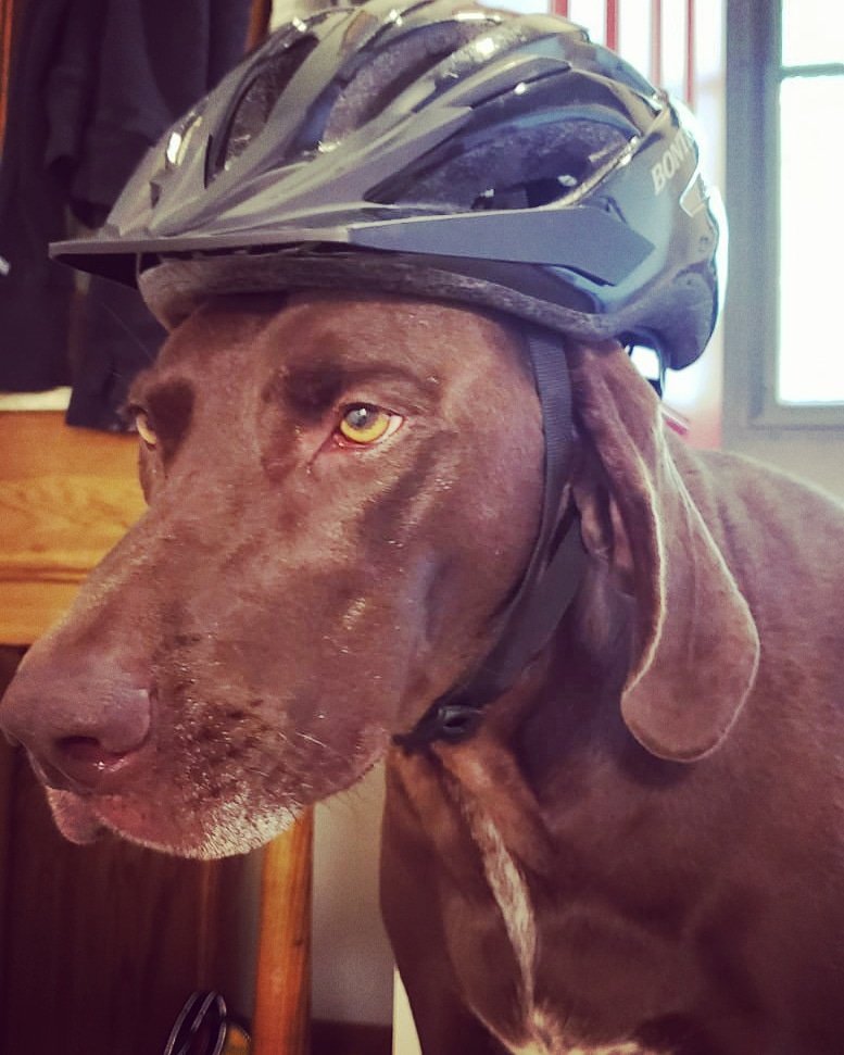 CarvajalMarce's tweet image. Un poco tarde para #LatinSaturday but here we go...
1️⃣ Social Epi, Health Disparities &amp;amp; Immigrants Health
2️⃣ 🇨🇴 Colombia tierra querida
3️⃣ Love MTB &amp;amp; taking pictures of my dog to post in IG @Halley_theweimpointer. 
4️⃣ @choper_99 @AndreaGC_soc @agudeloMC 
Thanks @RMisla