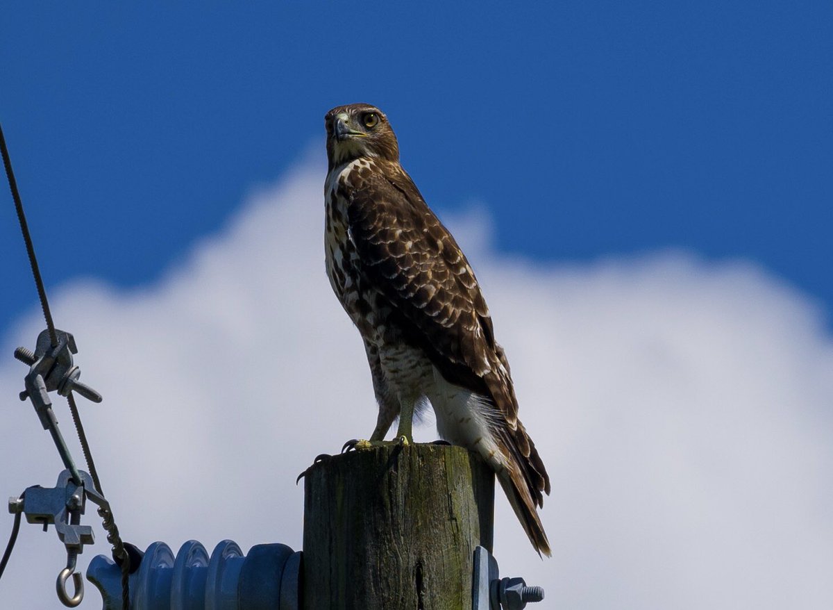 It is a tough time of year to bird watch in Florida. So so hot!   Here’s today’s pic, Red-tail Hawk. 2/10