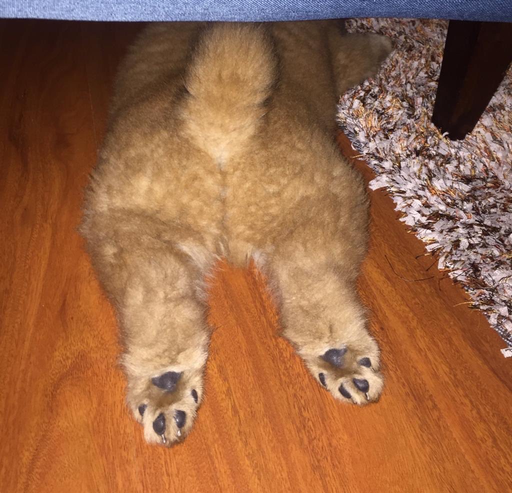 FABIOLAMOLANO's tweet image. Cierre de una semana muy especial con la llegada de Jazz! 👭🐶🧡
#chowchow #cachorrochowchow @CLUBCHOW @ChowChowObi #mychowchow #cachorro #jazzdog #FelizDomingo #felizdiadelperro #happywithmydog #DomingoDeCuarentena #cuarentena #felicidad #Amistad #amigos #dogfriends