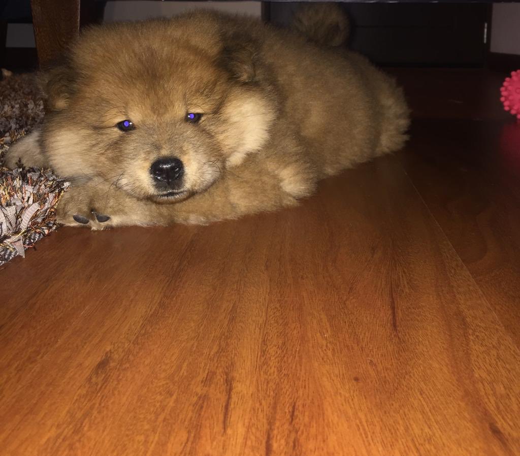 FABIOLAMOLANO's tweet image. Cierre de una semana muy especial con la llegada de Jazz! 👭🐶🧡
#chowchow #cachorrochowchow @CLUBCHOW @ChowChowObi #mychowchow #cachorro #jazzdog #FelizDomingo #felizdiadelperro #happywithmydog #DomingoDeCuarentena #cuarentena #felicidad #Amistad #amigos #dogfriends