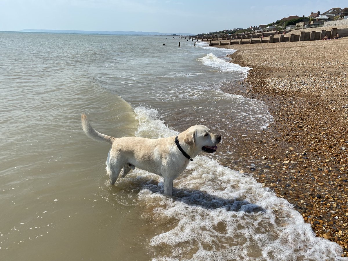 DogmaThePodcast's tweet photo. Peachy on the beach. ⁦@dogziggydog⁩ cooling off by the #Sussex seaside - more podcasts coming soon https://t.co/r1glBOFBqd