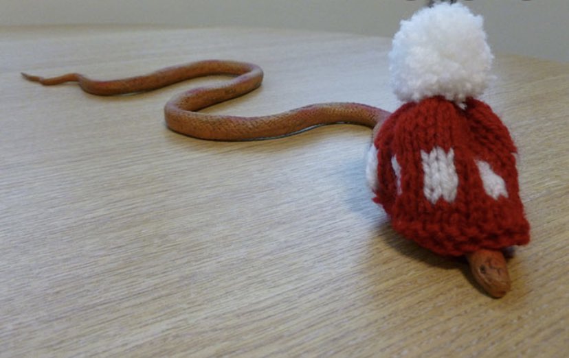 Lis1Gold's tweet photo. Yeh guys imma défo start knocking these out for the Christmas snake market (with matching #snakesocks obvs)
No brainier innit 🐍 🎩 🧶
@Julian_Deane @CarlDonnelly https://t.co/65jssx7QYI