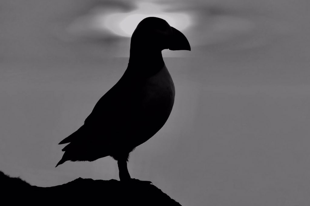 Atlantic #puffin silhouette. I like the distinctive shape of the puffins bill. #teamauk #seabirdsunday