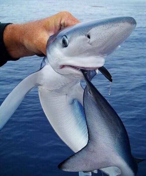 STUTIPIDI BABY IDIOT BABY IDIOT CHOMPED HIS OWN TAIL 10/10 UNHAND HIM CRIMINAL