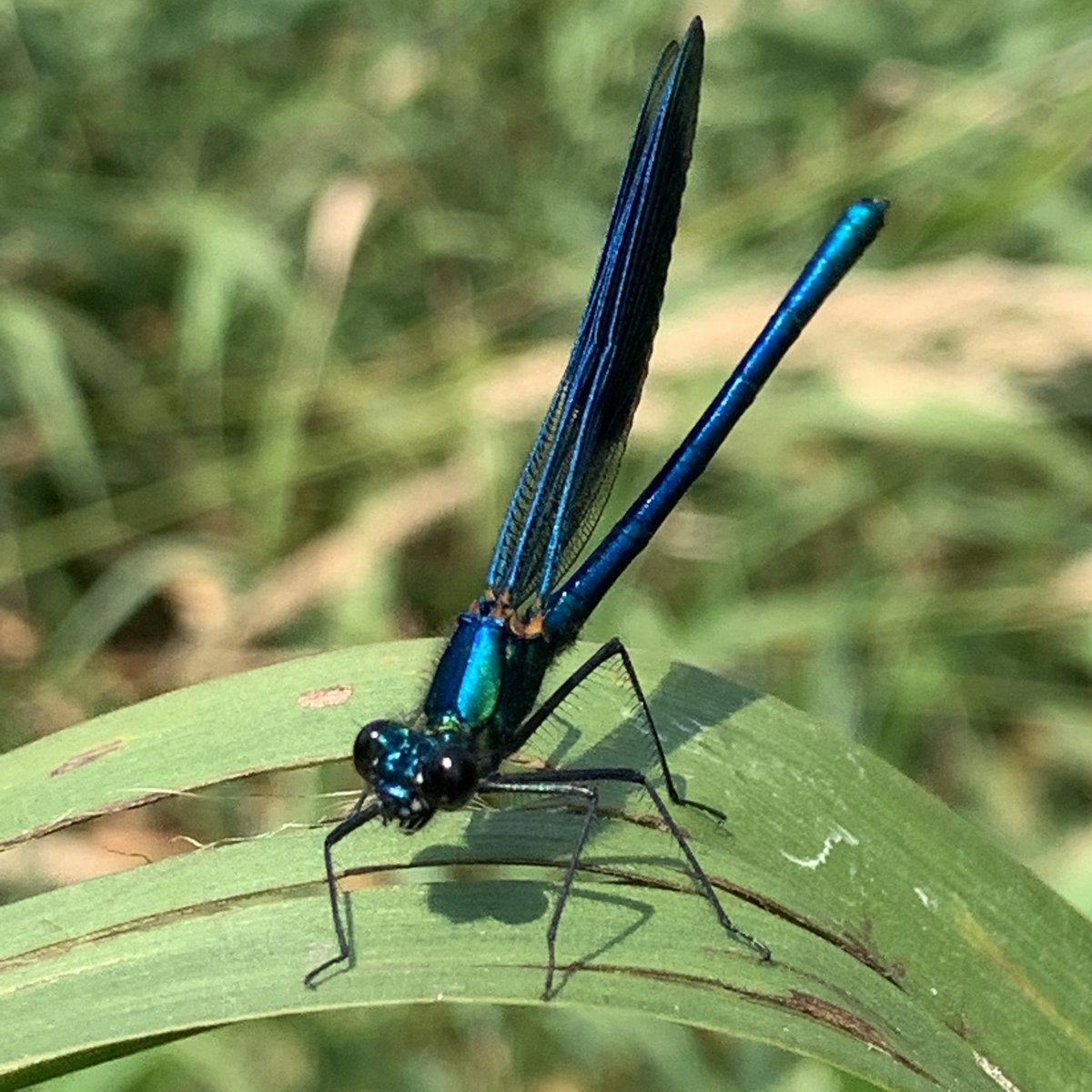 dananorak's tweet photo. (Beautiful) beautiful demoiselle and loads of iridescent female Red-eyed damselflies on the River Lea today... https://t.co/QvfDTjp5uz
