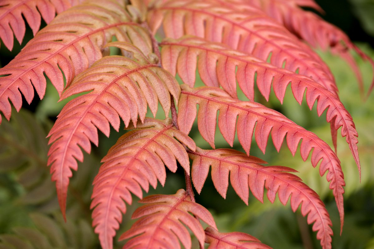 Woodwardia unigemmata, single jewel chain fern, is a spectacular fern. The evergreen fronds emerge brilliant red maturing to deep green.
 
This is just one of the great ferns Richie will be talking about in Wednesday’s Webinar.🌿 
Register here: northwesthort.z2systems.com/eventReg.jsp?e…