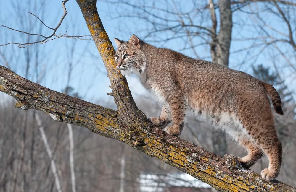 claudiawultsch's tweet image. Seasonal Use of Latrines by #Bobcats: Implications for Monitoring Programs

"..found a net gain of 💩 deposited during mating &amp;amp; non‐mating seasons, whereas there was a net loss of 💩 during kitten‐rearing season."

#wildlife #poopscience 📷: G. Kuchera
 
wildlife.onlinelibrary.wiley.com/doi/10.1002/jw…