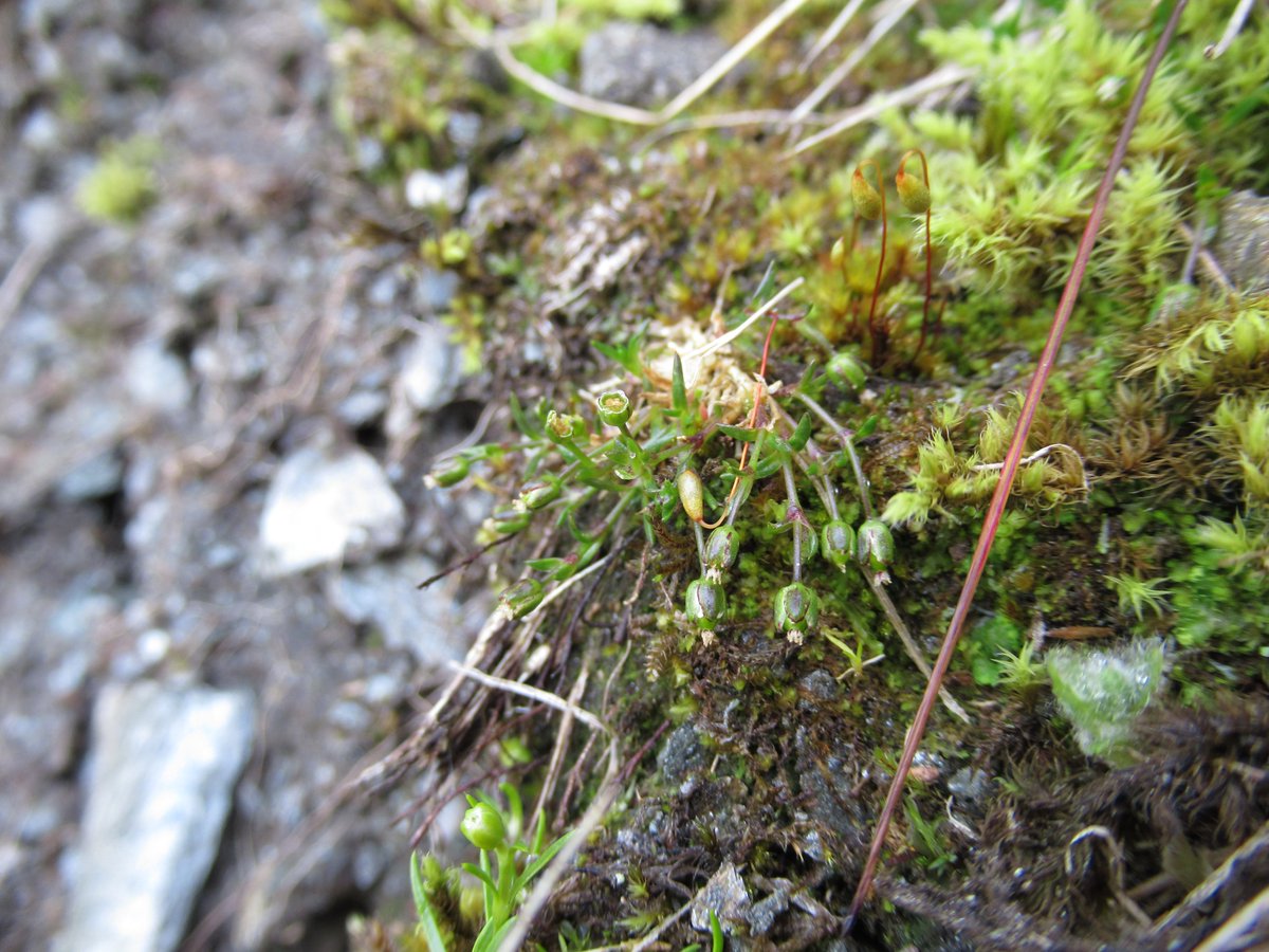 Another #mega #alpine #rarity and I've saved my favourite to last; snow pearlwort (Sagina nivalis). #BenLawersNNR holds the entire UK population except for 18 plants. It's threatened by #climatechange impacts so I usually do annual counts; hopefully again soon! #wildflowerhour