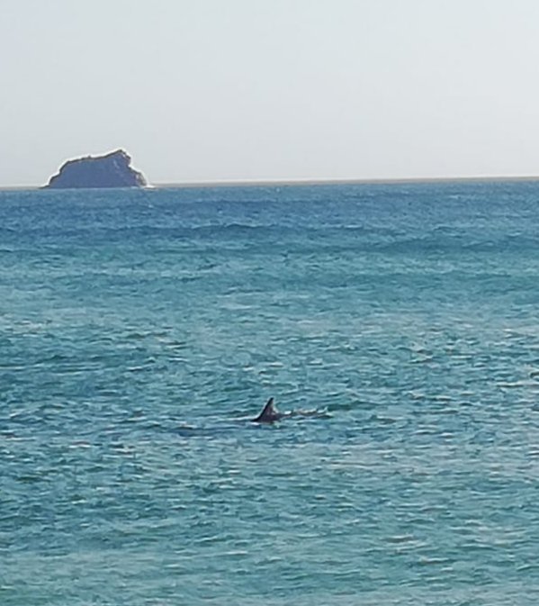 ra_rsanchez's tweet photo. @CEMMAcetaceos qué puede ser esa aleta? Avistado esta tarde en Mar de Fora, Fisterra https://t.co/AXwDhz4iDW