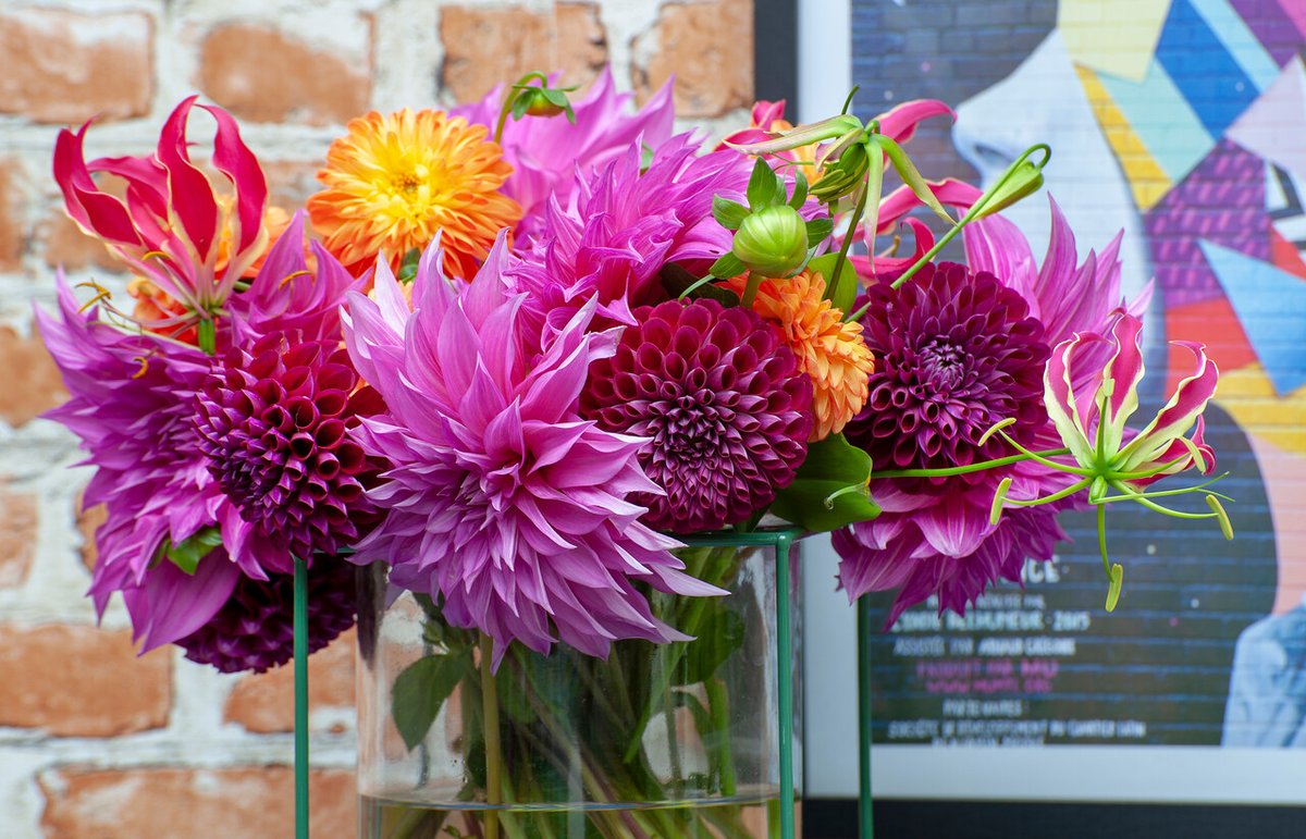 DigDropDone's tweet photo. Who else is in dahlia heaven right now? #digdropdone #dahlia #dahlias #cutflowers #summerflowers #flowersofsummer #summerbulbs https://t.co/HTAQfq1ahY